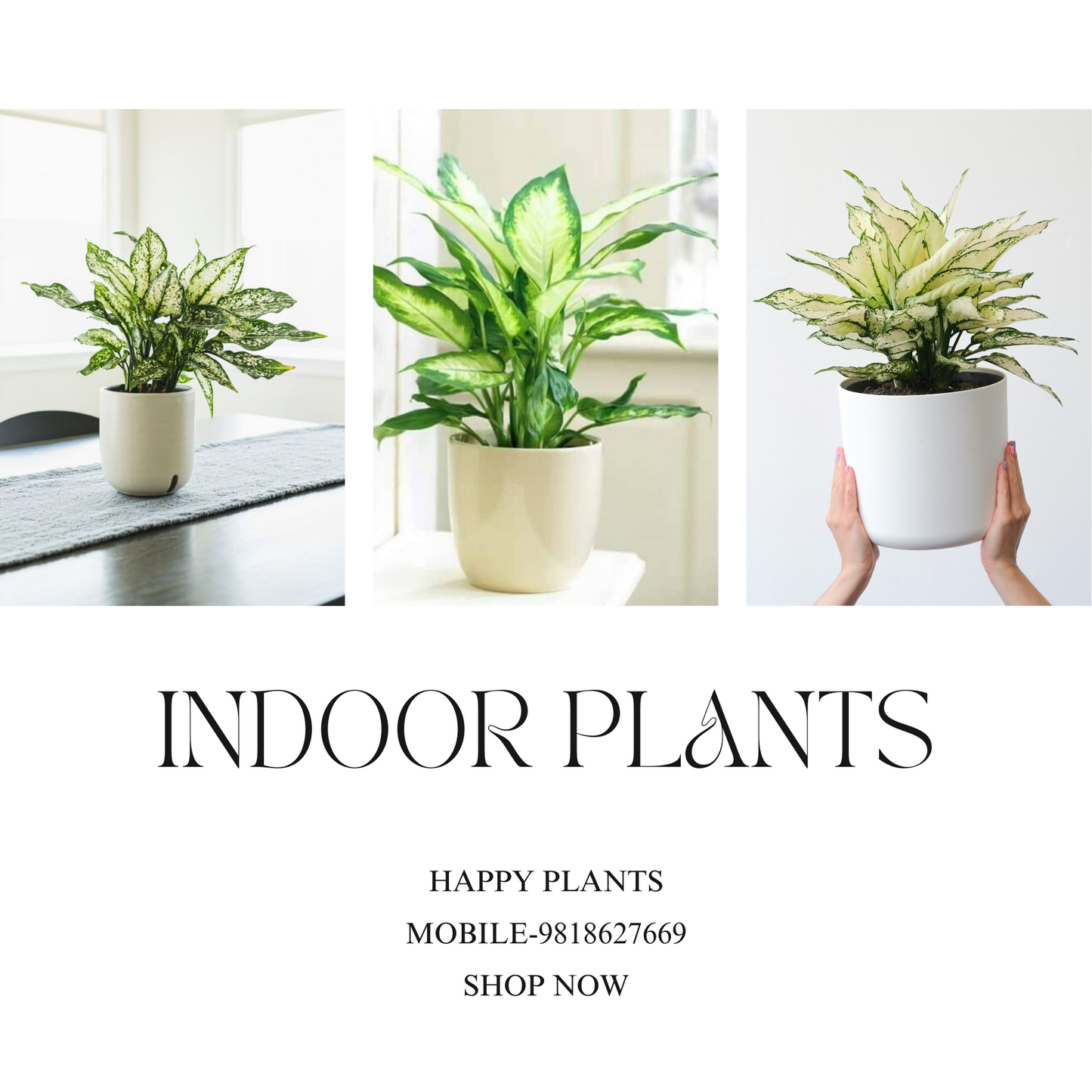 Plant Serenity