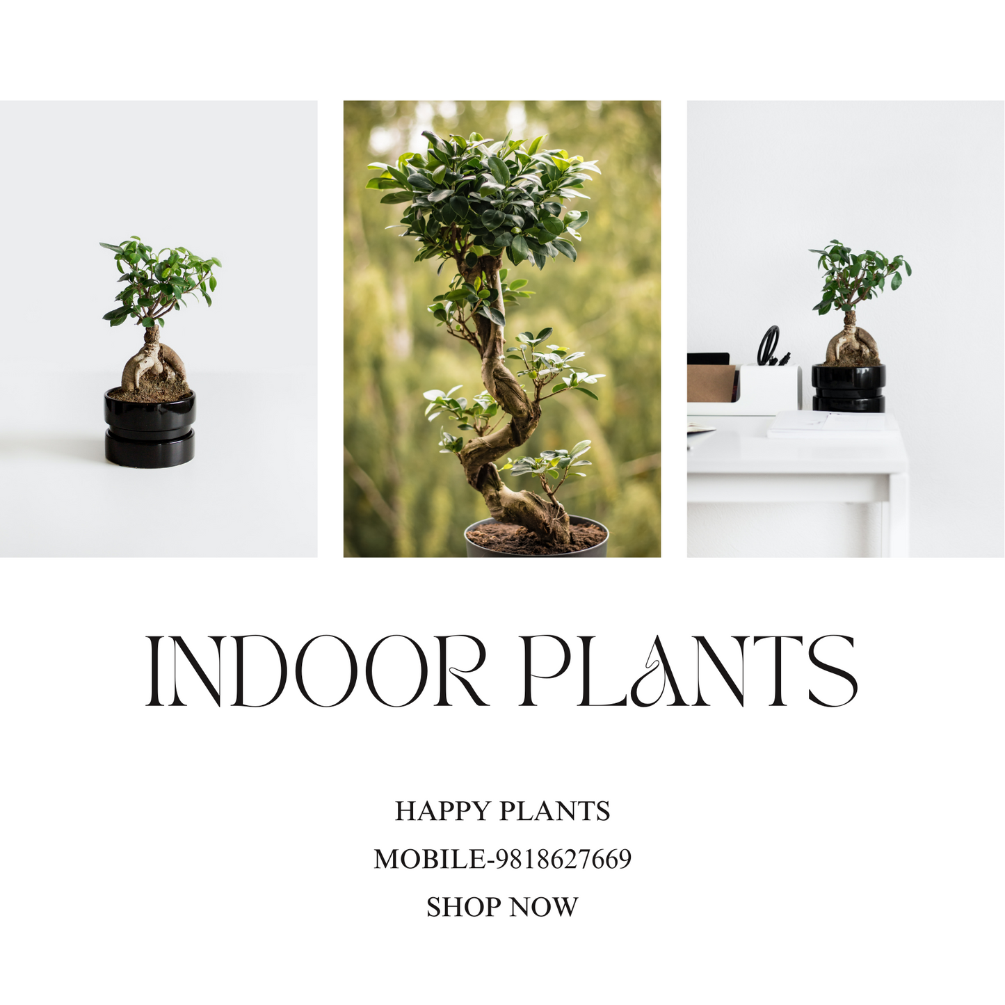Plant Serenity