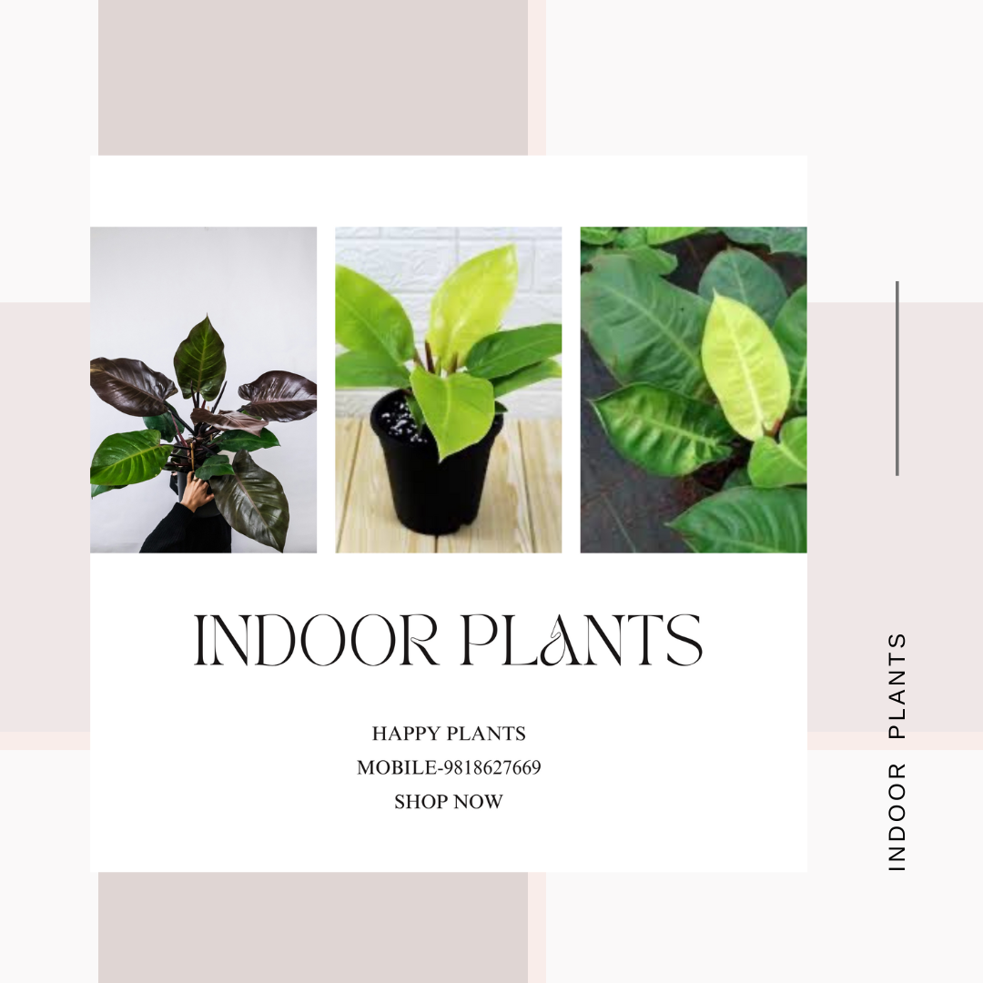 Plant Serenity