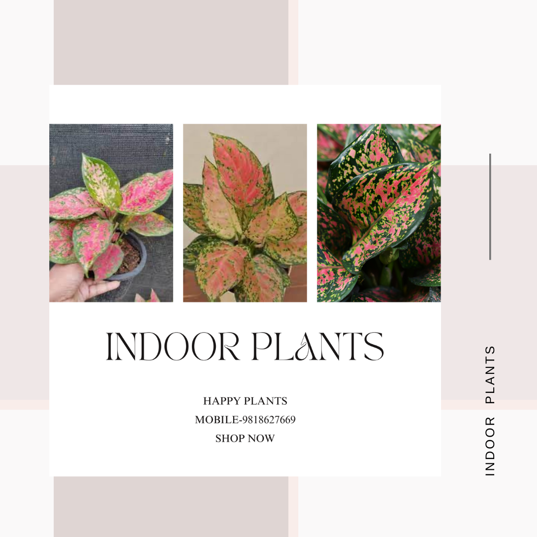 Plant Serenity