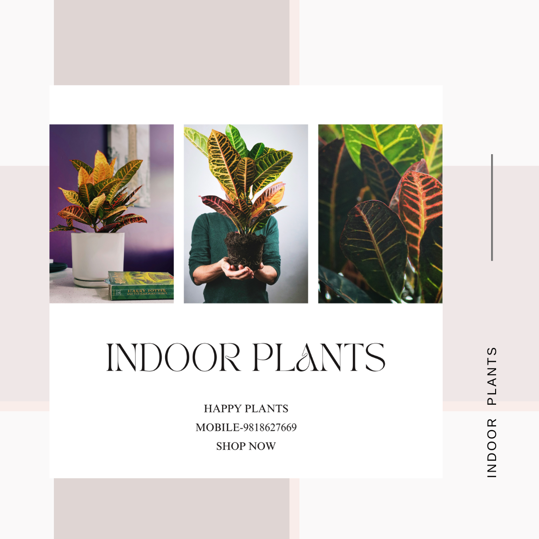Plant Serenity