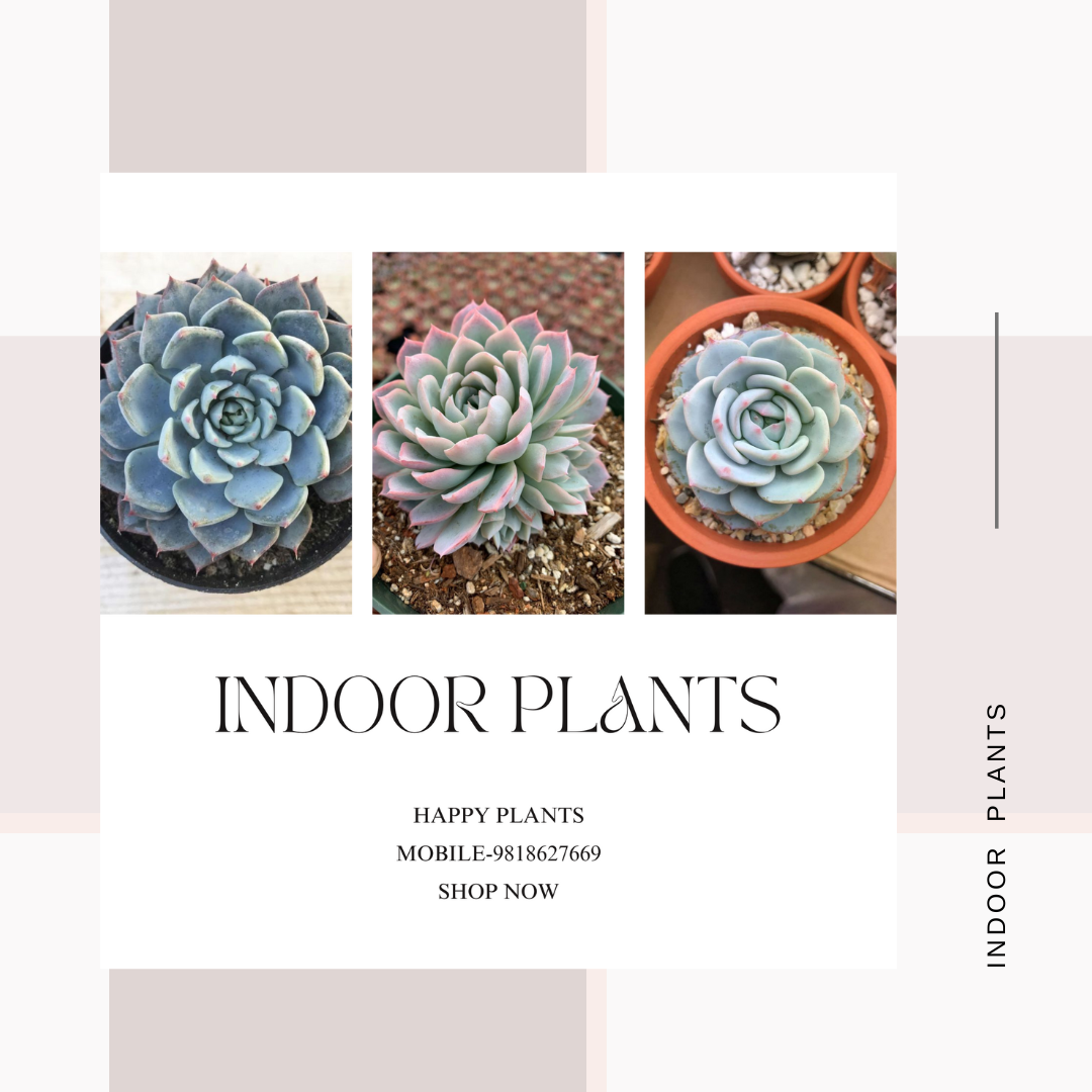 Plant Serenity