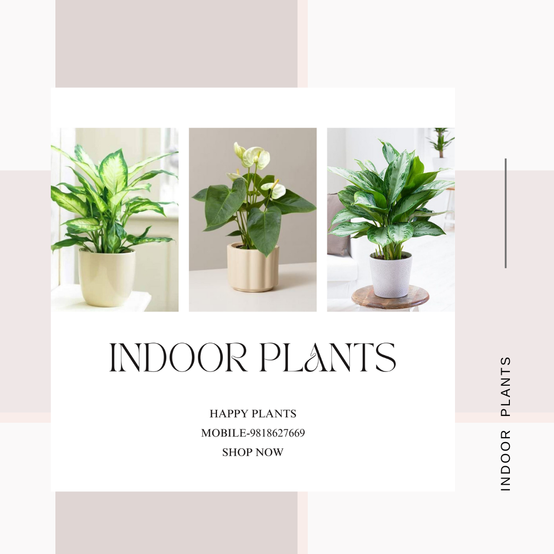 Plant Serenity