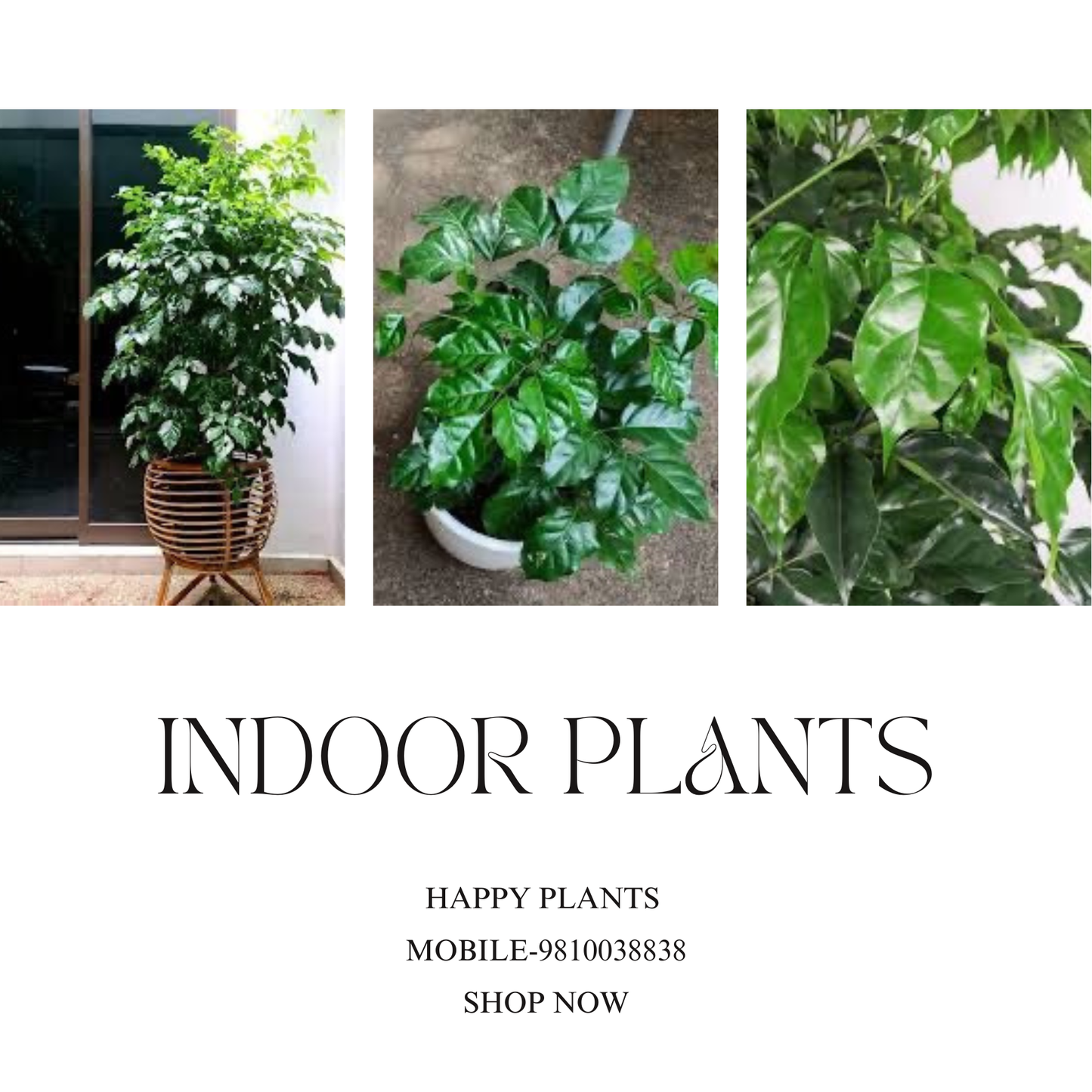 Plant Serenity
