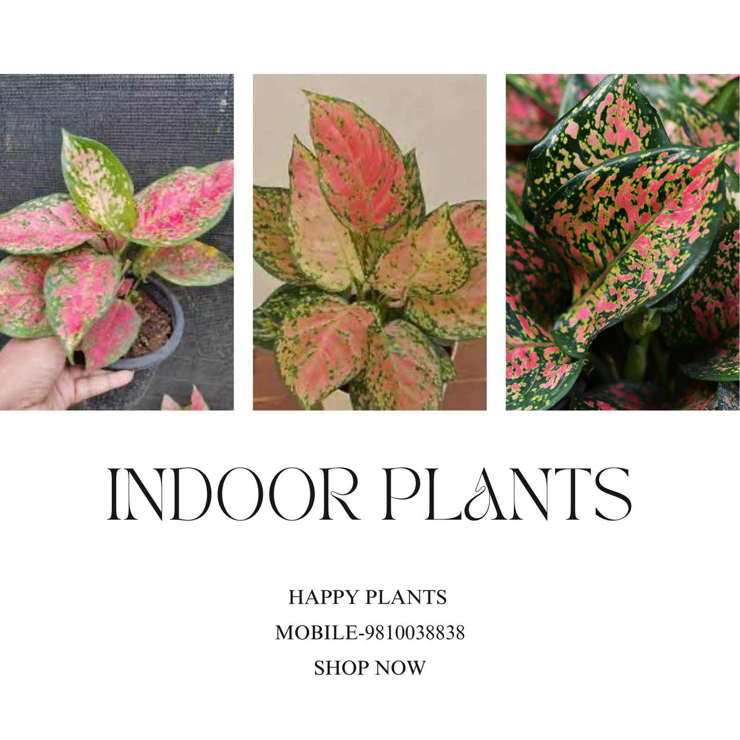 Plant Serenity