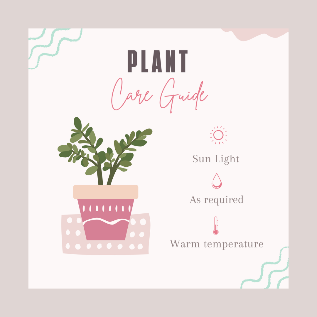 DIY Grow a Plant Kit Favours