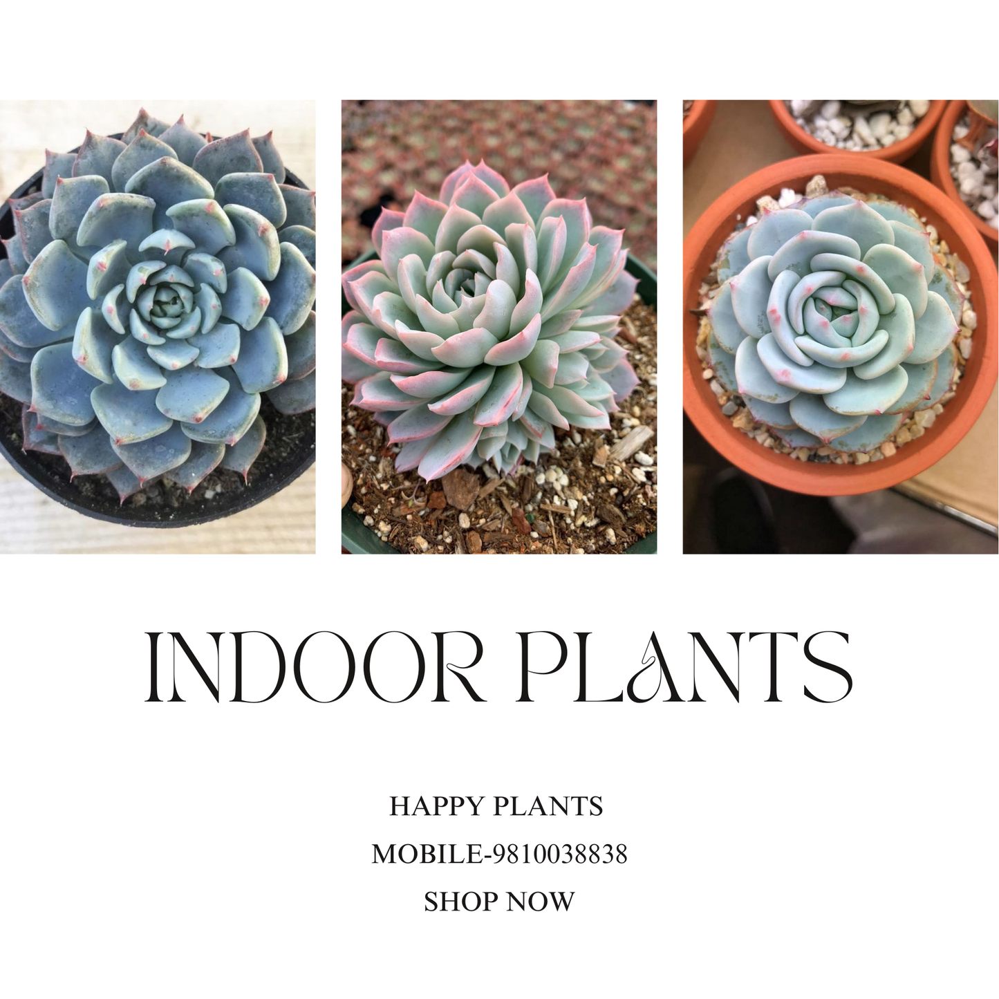 Plant Serenity