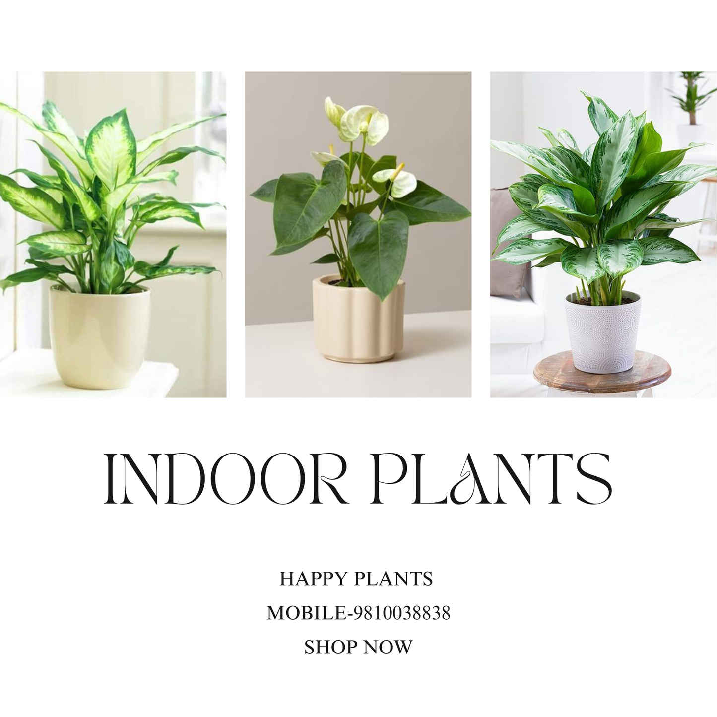 Plant Serenity