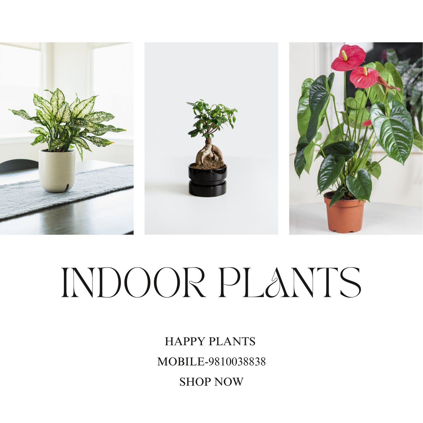 Plant Serenity