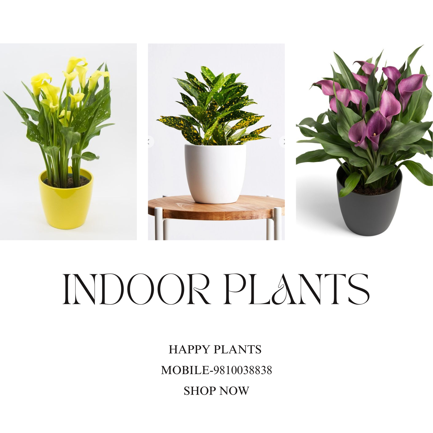 Plant Serenity