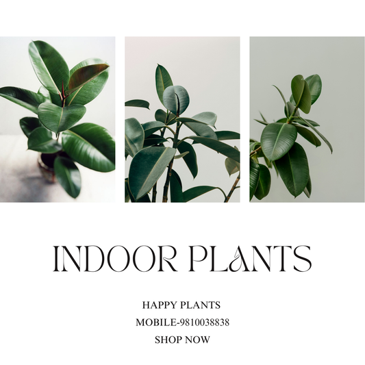 Plant Serenity