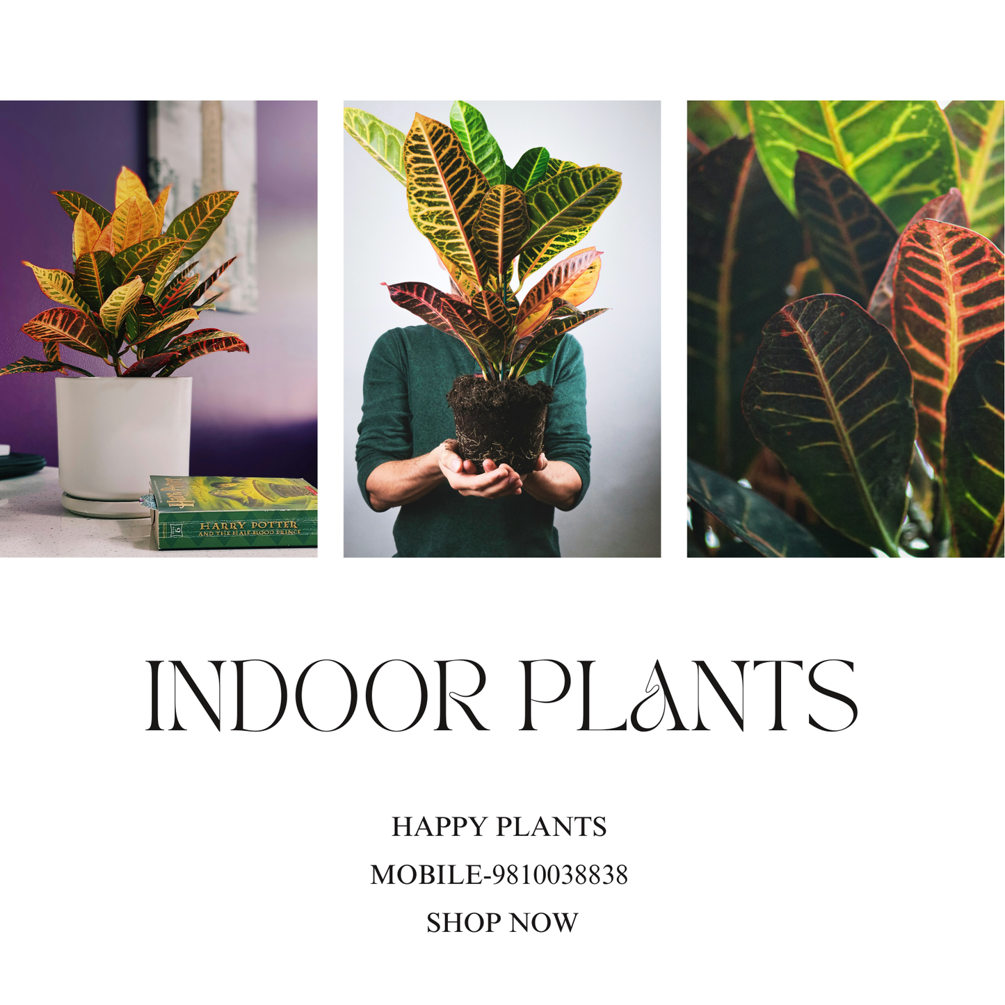 Plant Serenity