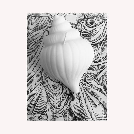 Conch Candle