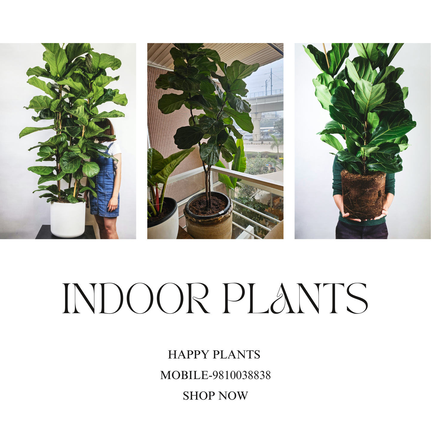 Plant Serenity