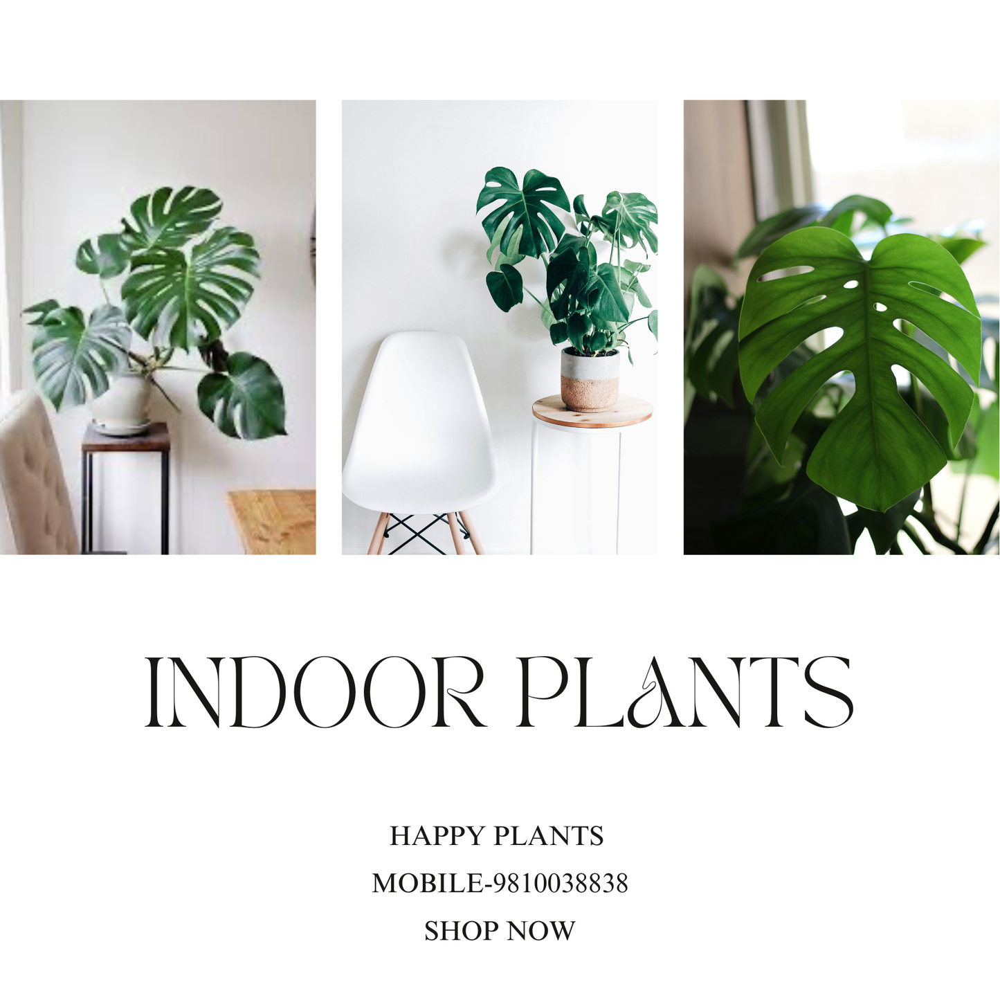 Plant Serenity