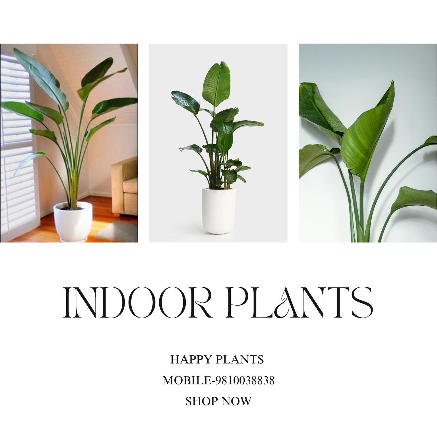 Plant Serenity