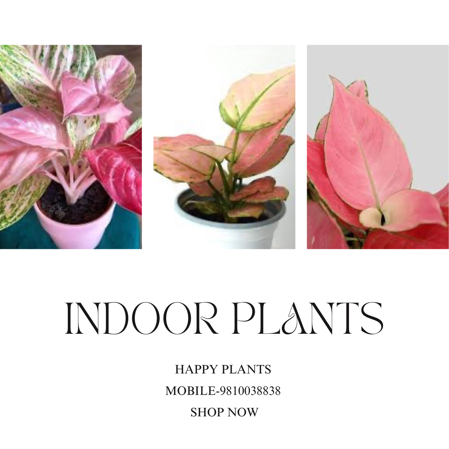 Plant Serenity