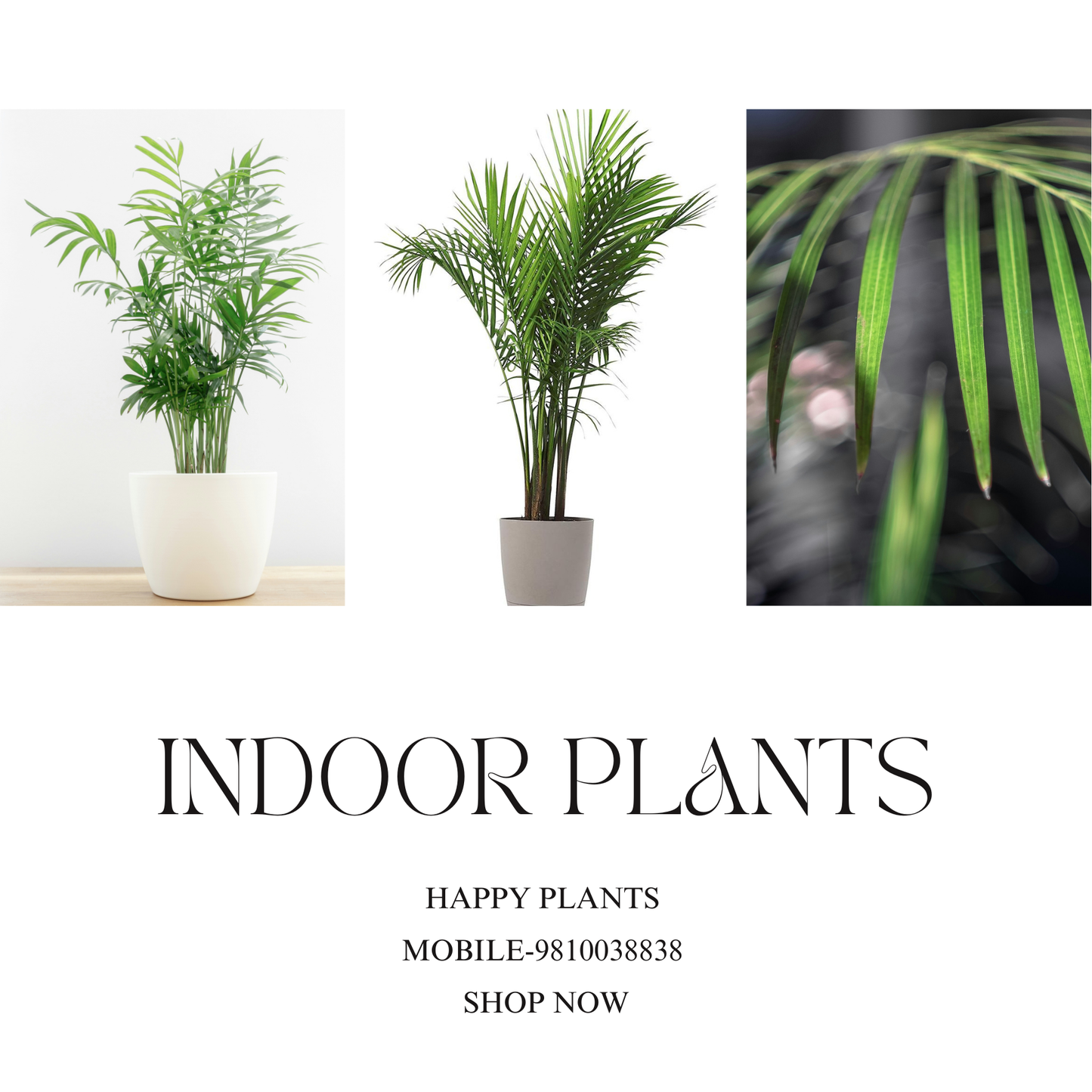 Plant Serenity