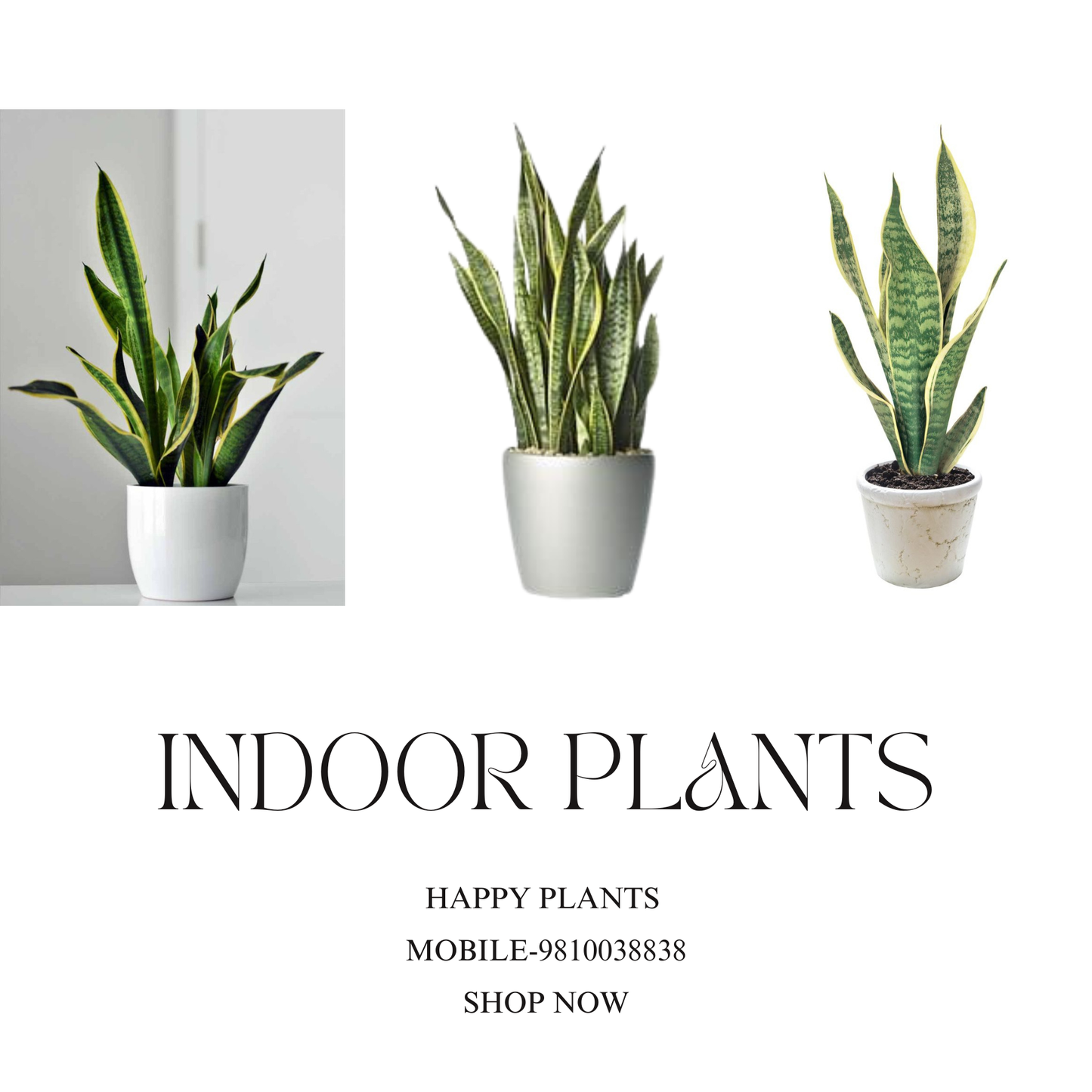 Plant Serenity