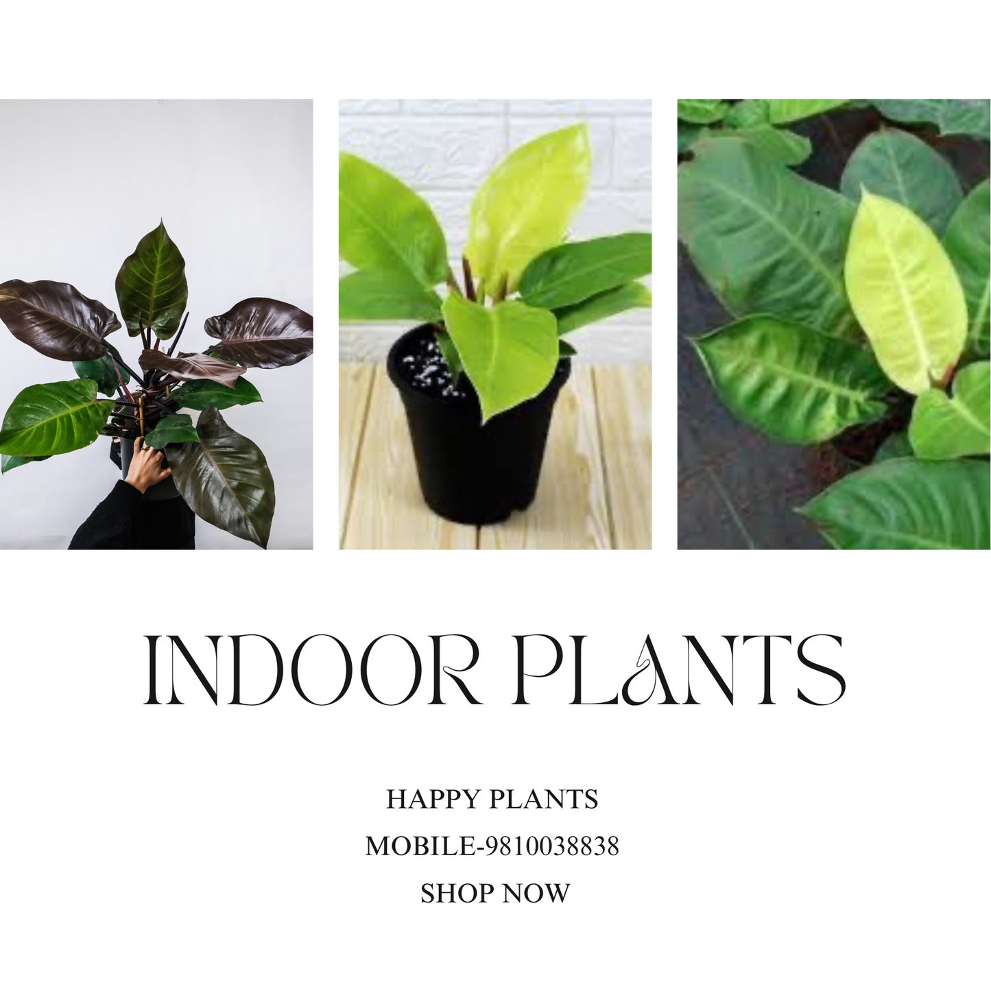 Plant Serenity